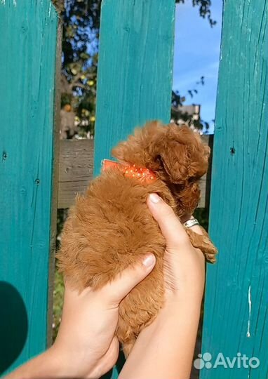 Той пудель щенки