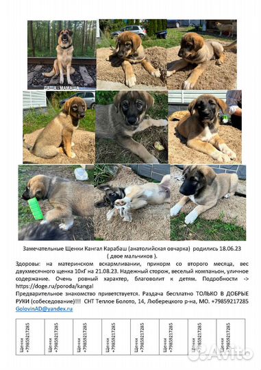 Замечательные Щенки Кангал Карабаш (Анатолийская О