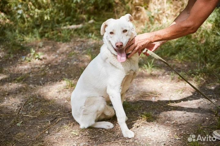 Пес Умка ищет добрых людей