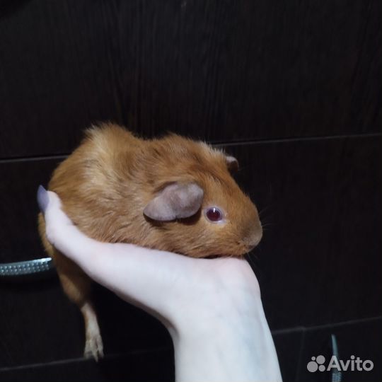 Морские Абиссинские свинки