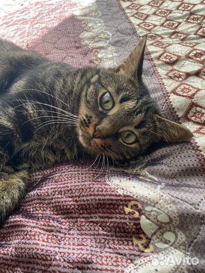 Кошечка ищет дом