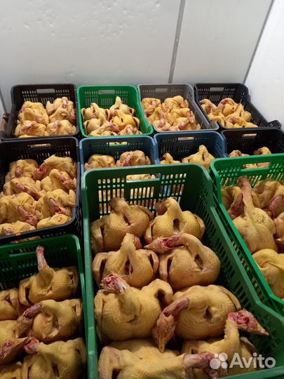 Опт куры домашние
