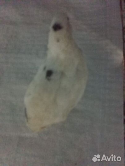 Перепелки несушки и самцы