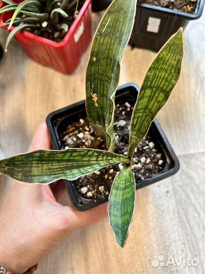 Комнатные растения цветы-суккуленты