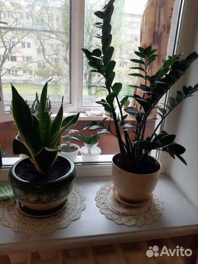 Замиокулькас