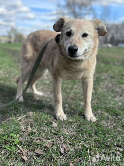 Собака, Ватрушка погибает помогите ей