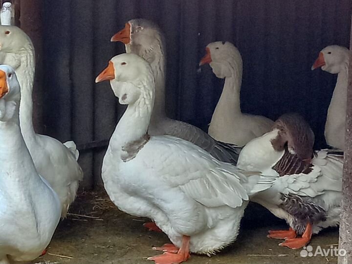 Холмогорские гуси