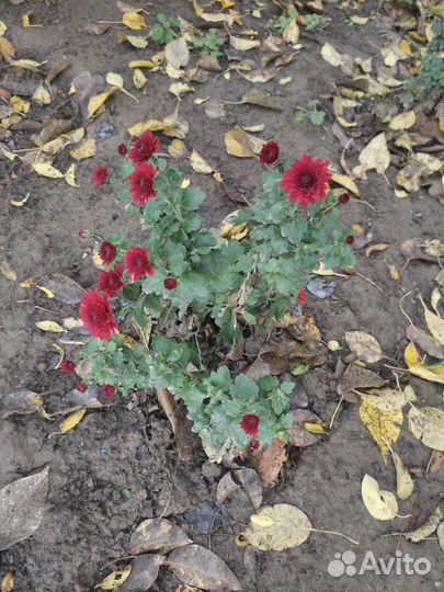 Хризантемы мультифлора шаровидная