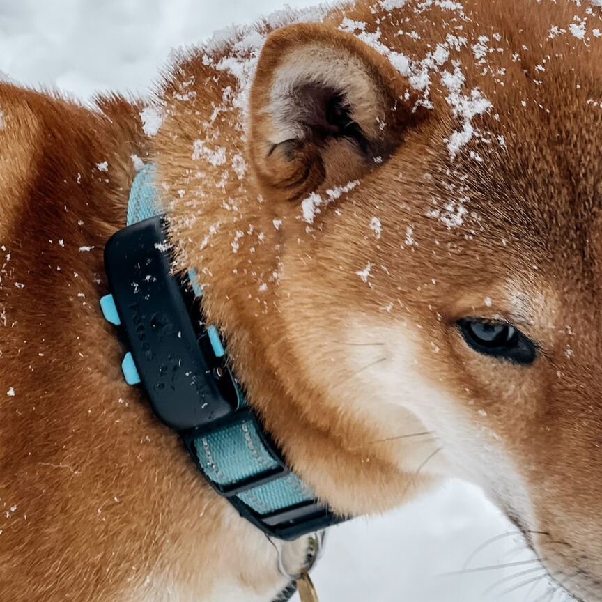 Gps трекер для собак