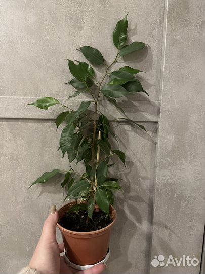 Подростки фикуса Бенджамина