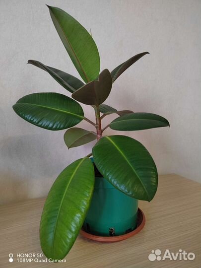 Фикус каучуконосный