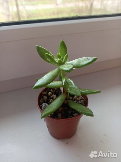 Кактусы и суккуленты