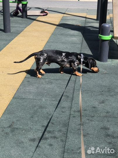 Такса вязка