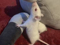 Милые крысята ищут любящий дом