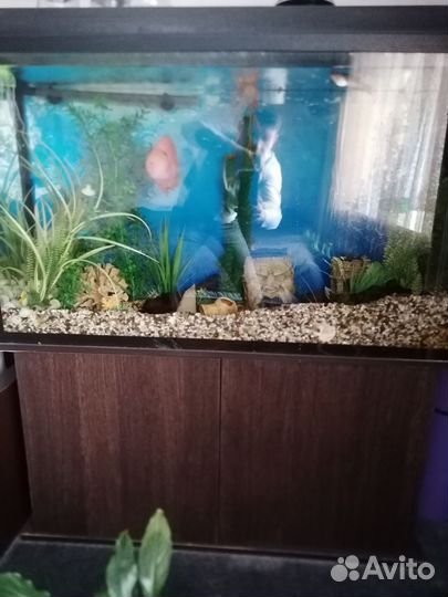 Аквариум с тумбой 180л