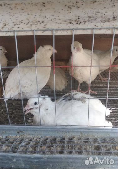 Перепела Белый Гигант