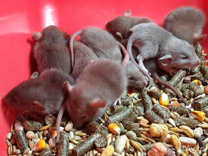 Крысята Дамбо шоколад (3 недели) на Новый год