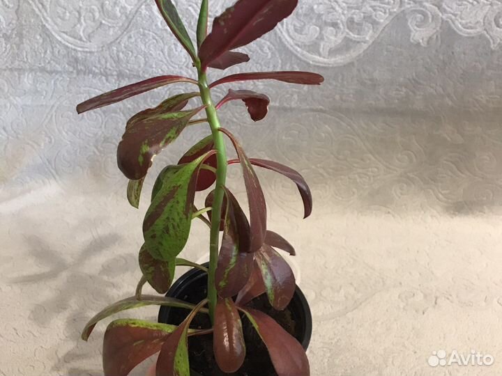 Синадениум granta