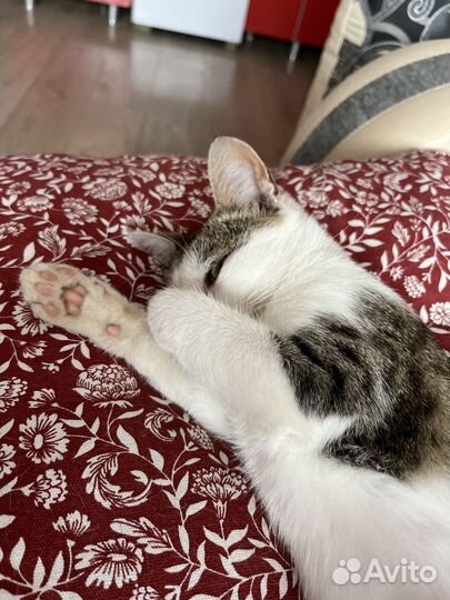 Усатый подросток ищет дом