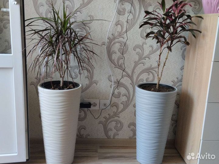 Цветы в напольных горшках