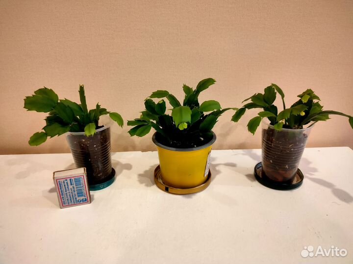 Декабрист (шлюмбергера)