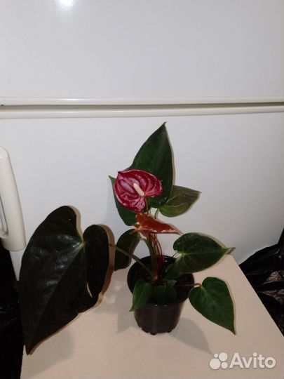 Антуриум деликата