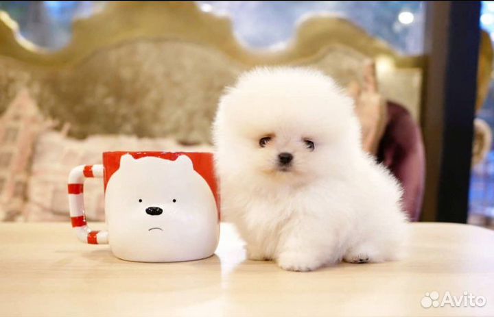 Померашки Микро и Мини