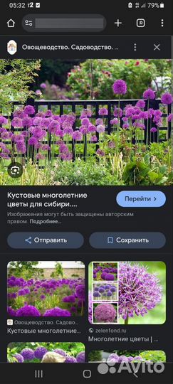 Аллиум луковицы.многолетка