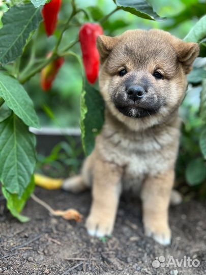 Щенок Сиба ину мальчик