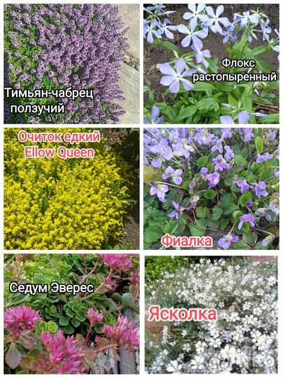 Многолетники*Почвопокровные много разных