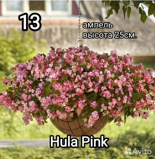 Бегония вечноцветущая