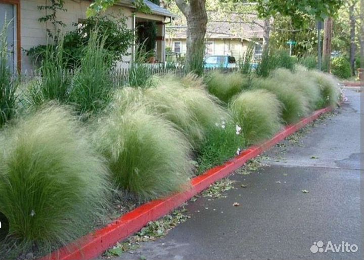 Ковыль для сада, рассада