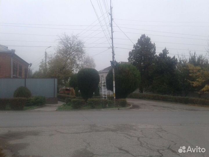 Покос травы пострижка туя