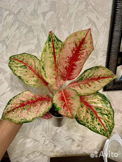 Аглаонемы сортовые