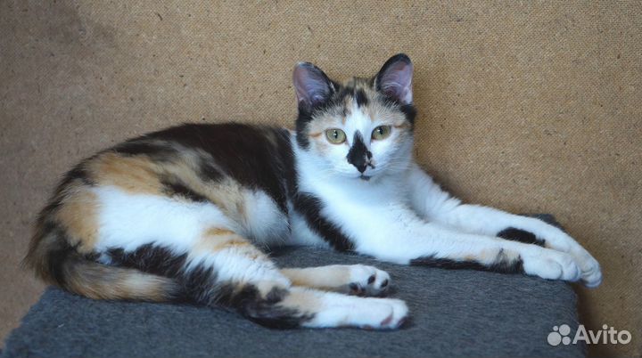 Эксклюзивная трёхцветочка