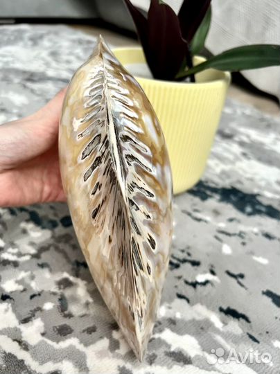 Ракушка морская