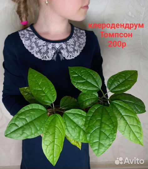 Растения для Вашего дома и квартиры