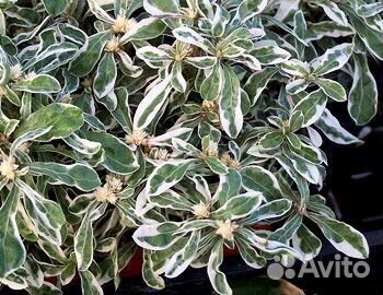 Питтоспорум вариегатный вечнозеленый