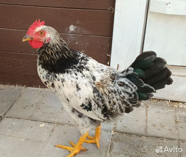Молодые петухи