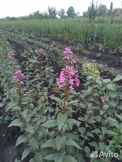 Саженцы оптом