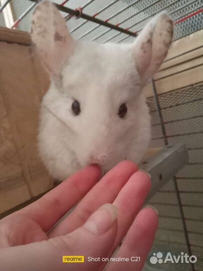 Пара шиншилл с клеткой