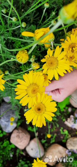 Ромашка жёлтая