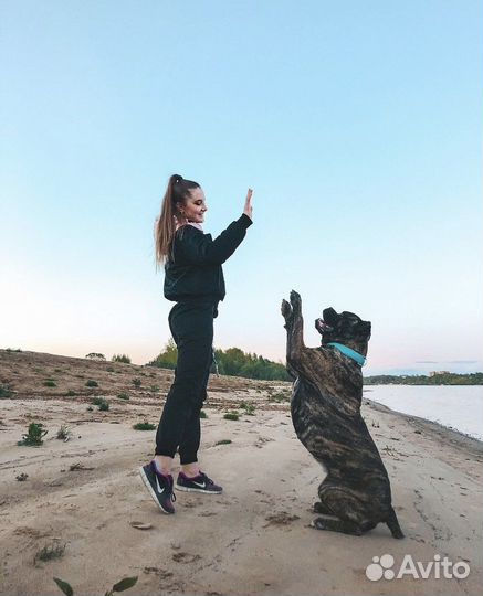 Выгул собак/догситтер/выгульщик собак