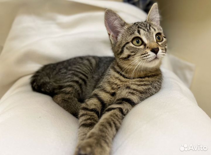 Котята в дар бесплатно