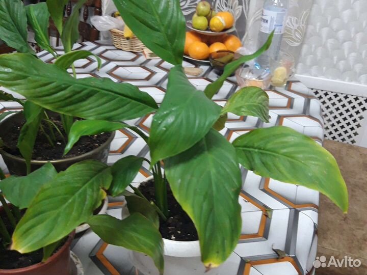 Спатифиллум