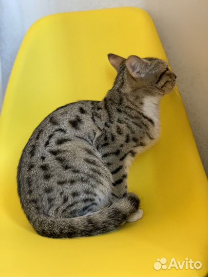 Кошки бесплатно