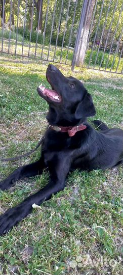 Дрессировка собак, передержка