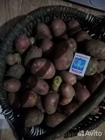 Продам овощи