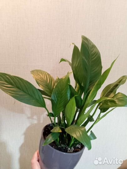 Спатифиллум