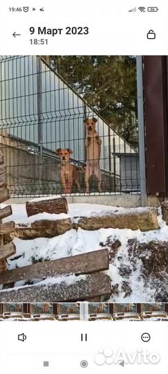 Отдам в добрые руки